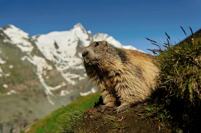 Alpine Marmots_Austria_Grossglockner__M534113-NEF